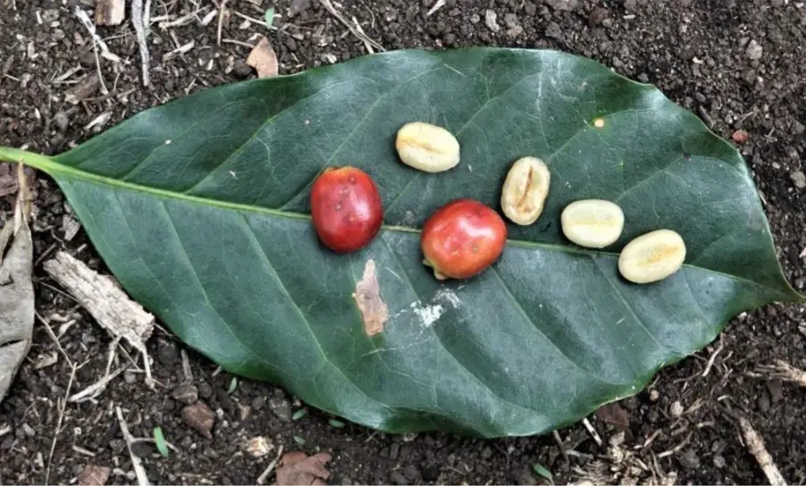 گیشا، بوربون و موارد دیگر: چگونه 6 نوع قهوه را شناسایی کنیم