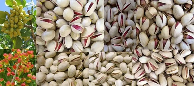 انواع پسته و ارقام مختلف آن در ایران و جهان